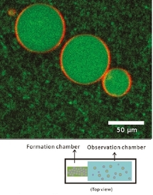 Encapsulation of cytoskeletal protein in giant liposomes